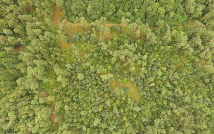 Семинар  «Модуль “Лес и изменение климата” и его составляющие»