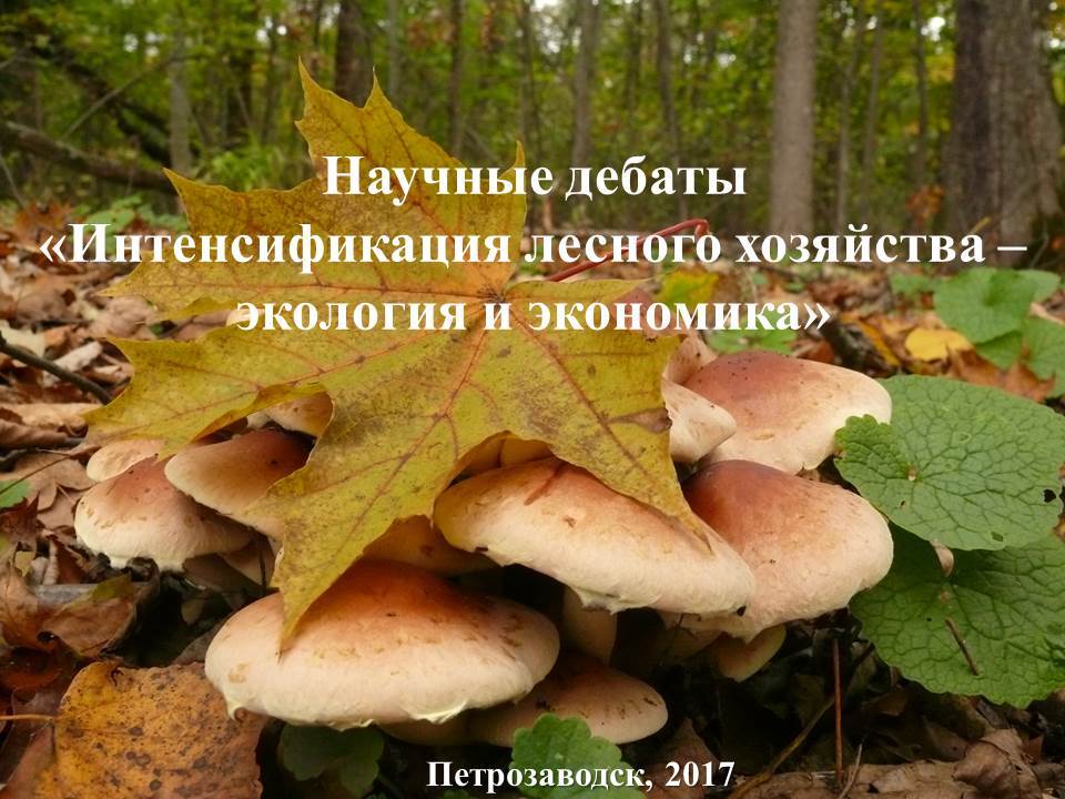 Интенсификация лесного хозяйства – экология и экономика. Стратегия развития лесного комплекса РФ