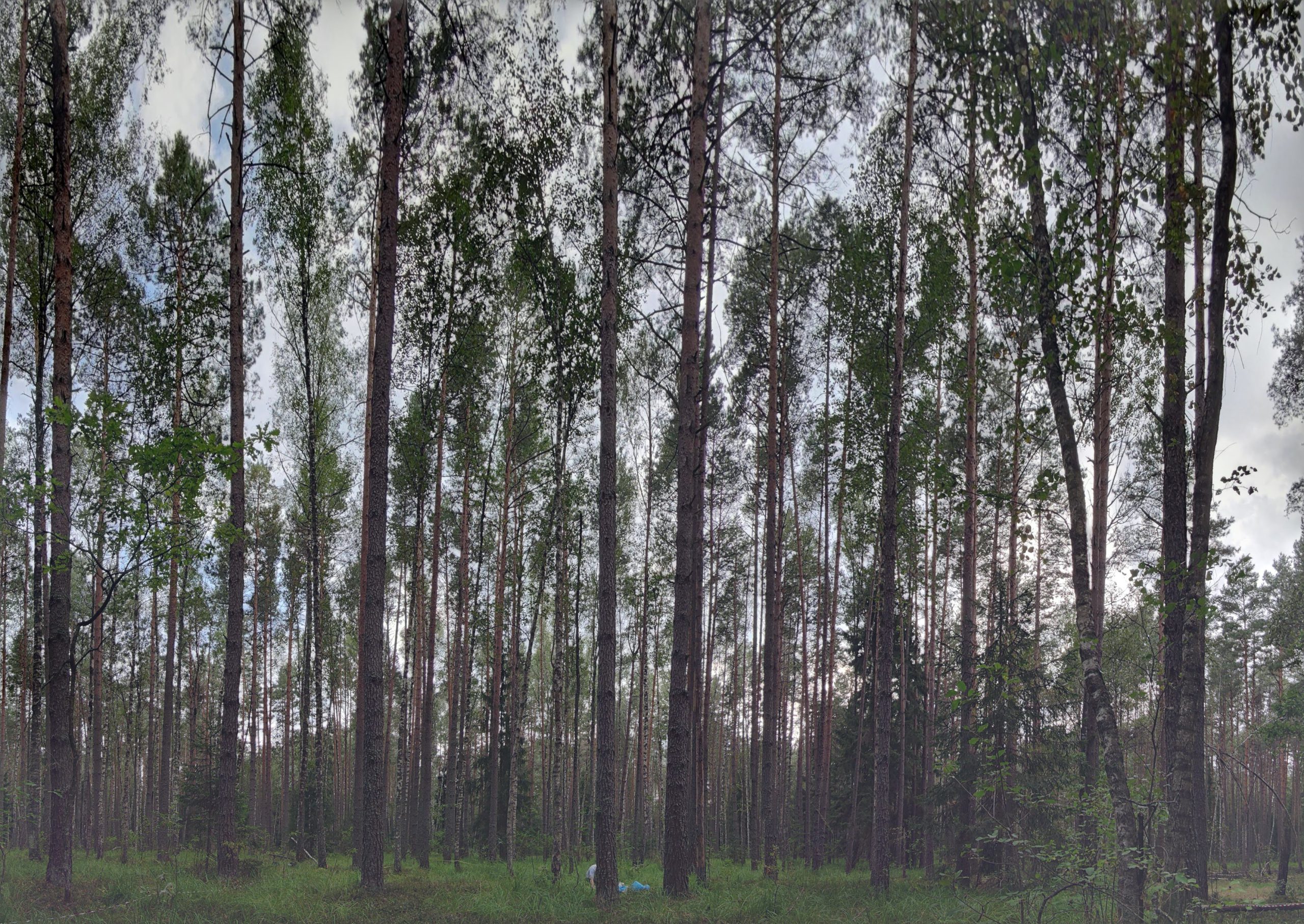 Экспедиция в Брянский лес: заложение сети регулярного мониторинга
