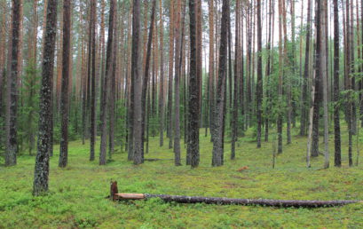 Группа исследователей из геофака МГУ, ЦЭПЛ РАН и Сколтеха ищут индикаторы агрогенного этапа развития лесной территории